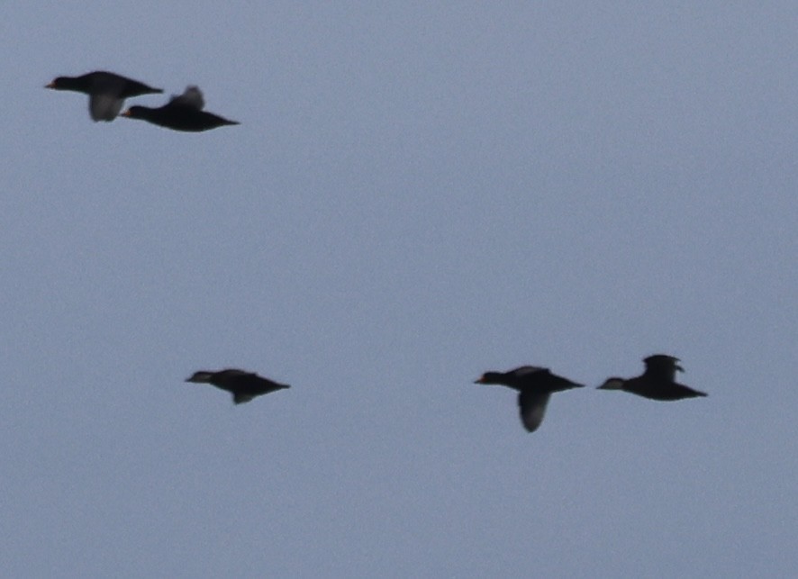 Eider à duvet - ML646613217