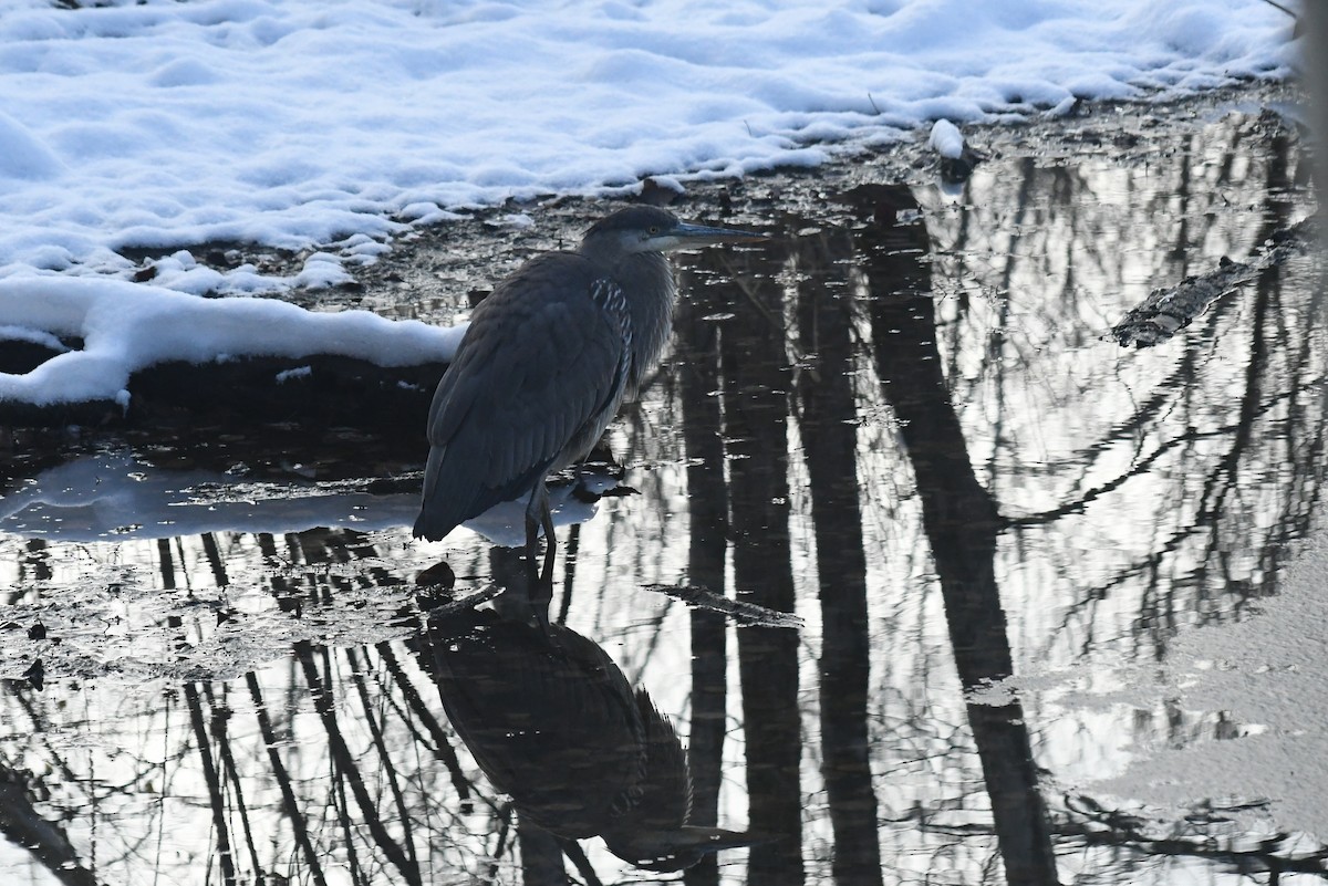 Чапля північна - ML646613218
