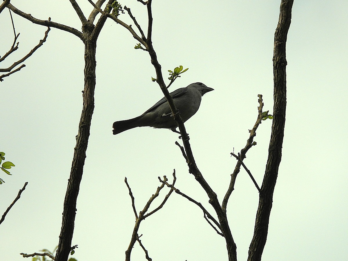 Sayaca Tanager - ML646613219