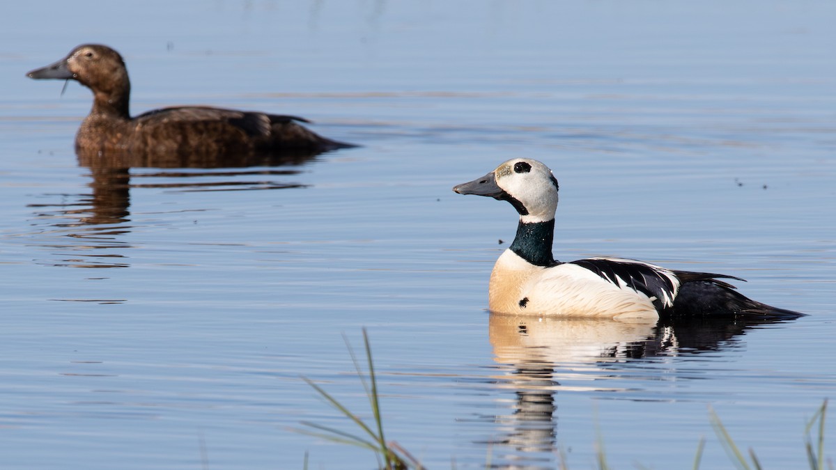 Steller's Eider - ML646613221