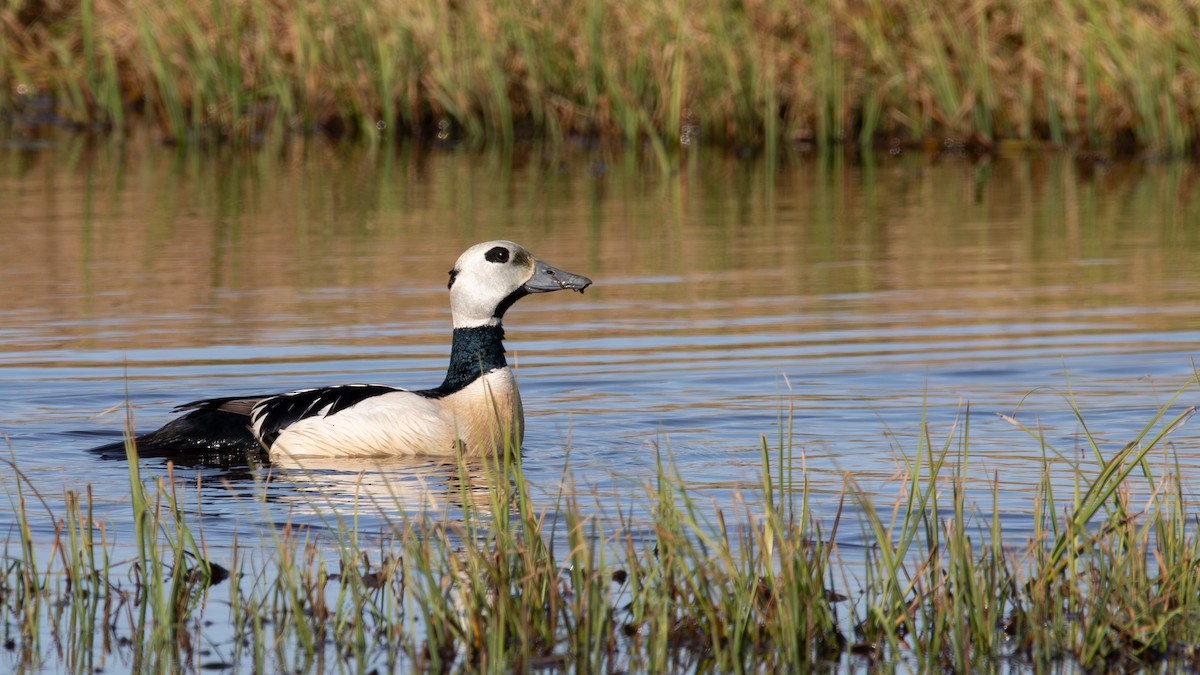 Steller's Eider - ML646613222