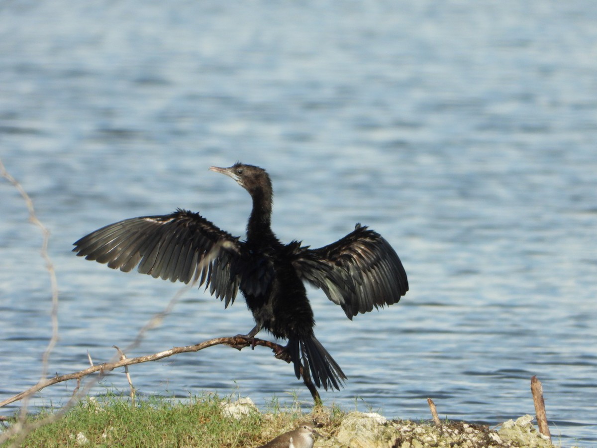 Little Cormorant - ML646613223