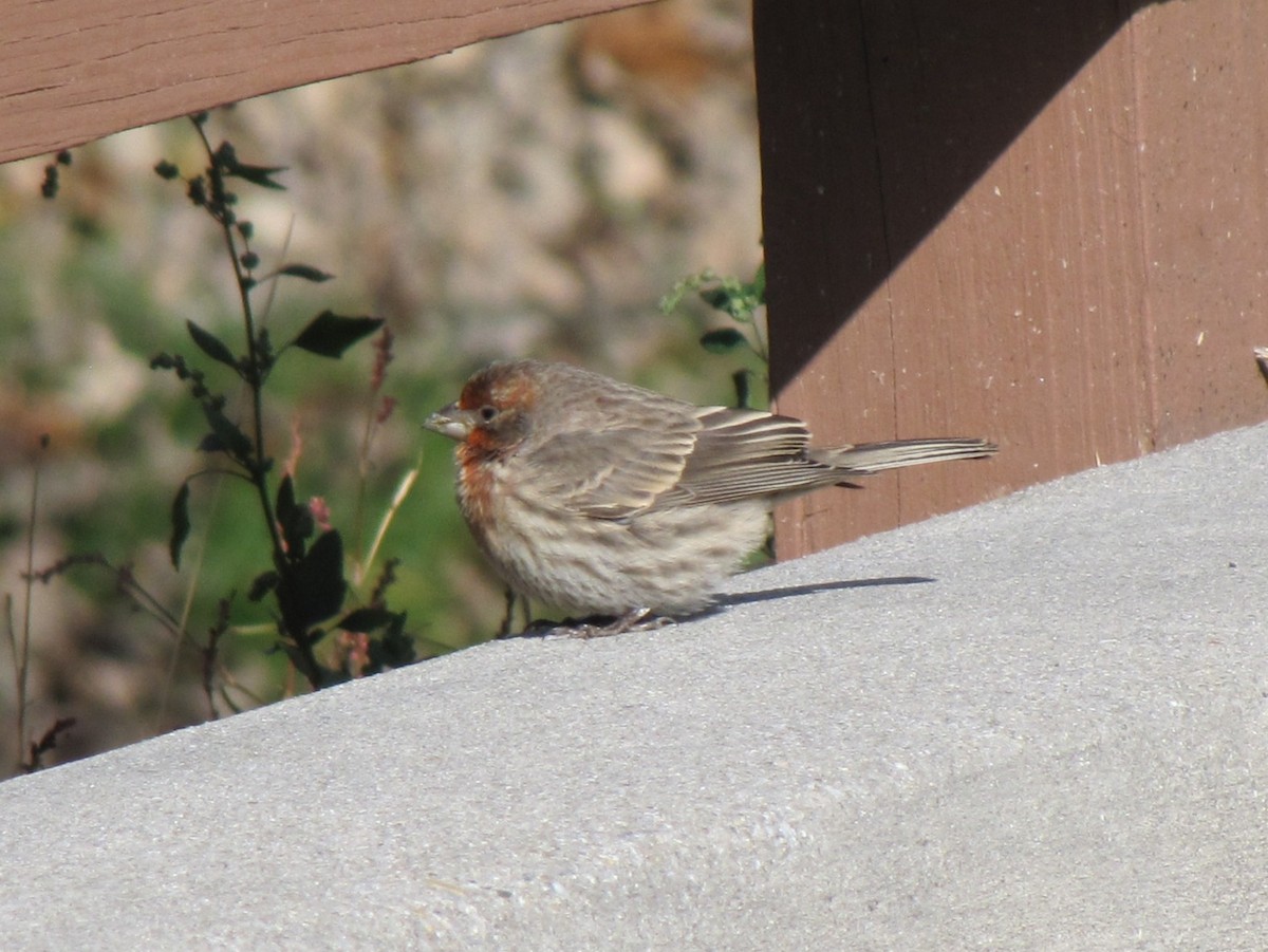House Finch - ML646613227