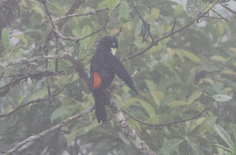 Краснопоясничный кассик - ML646613230