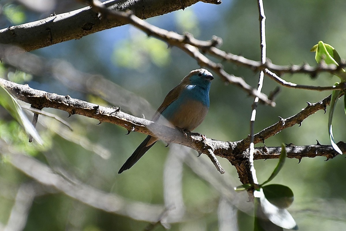 Southern Cordonbleu - ML646613232