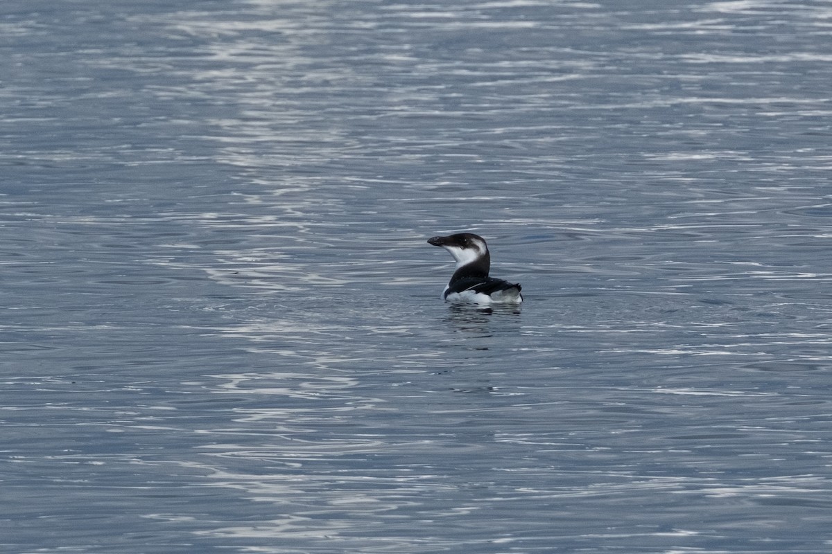 Razorbill - ML646613233