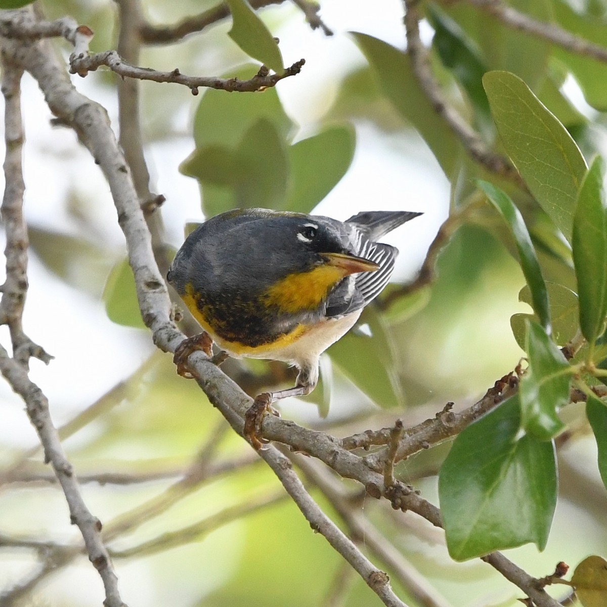 Очковая древесница - ML646613235