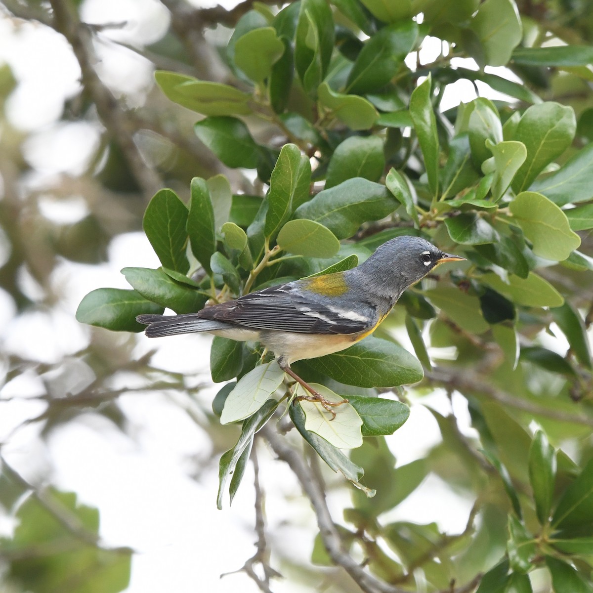 Очковая древесница - ML646613238