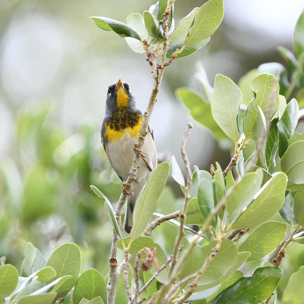 Очковая древесница - ML646613239