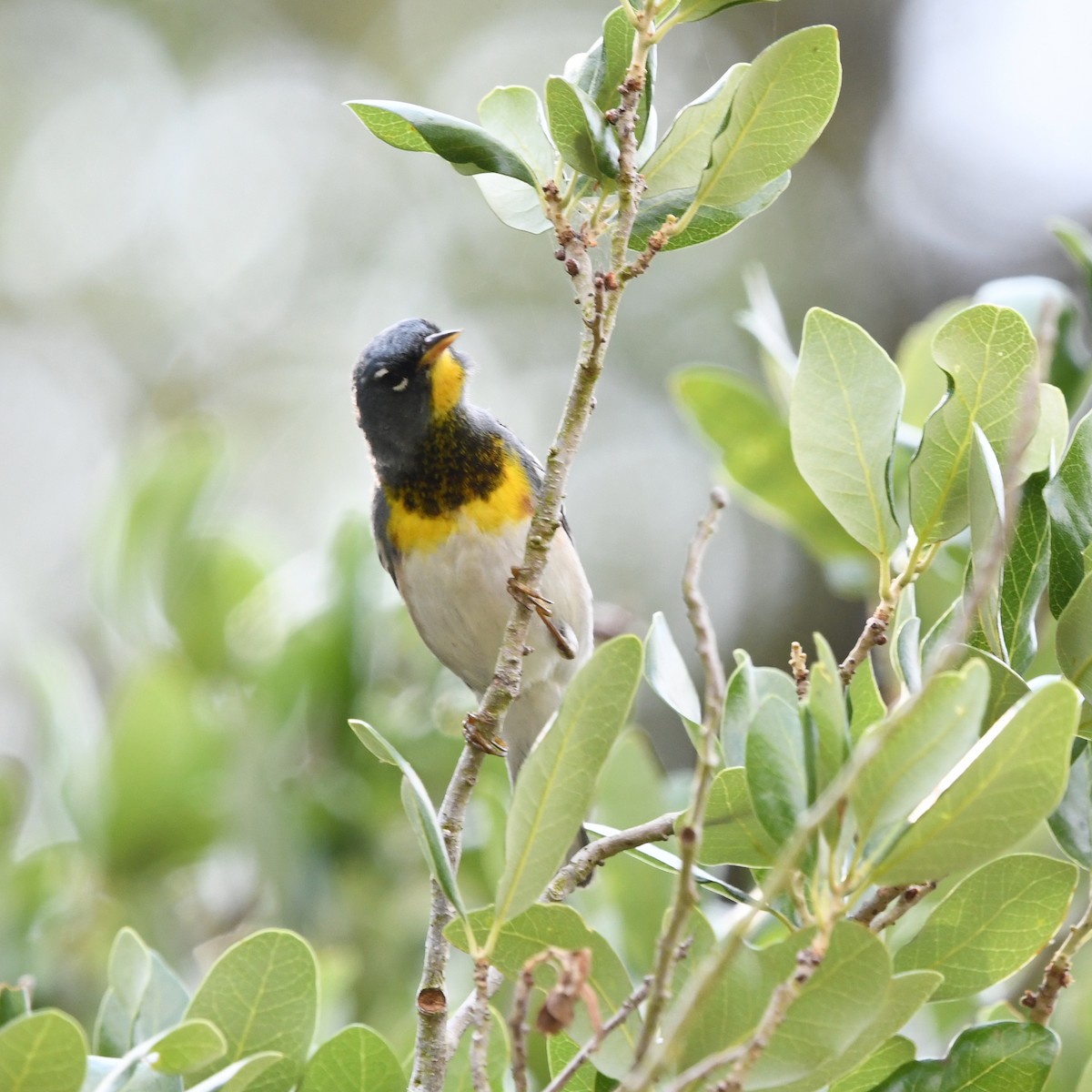 Очковая древесница - ML646613240