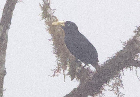 Краснопоясничный кассик - ML646613241