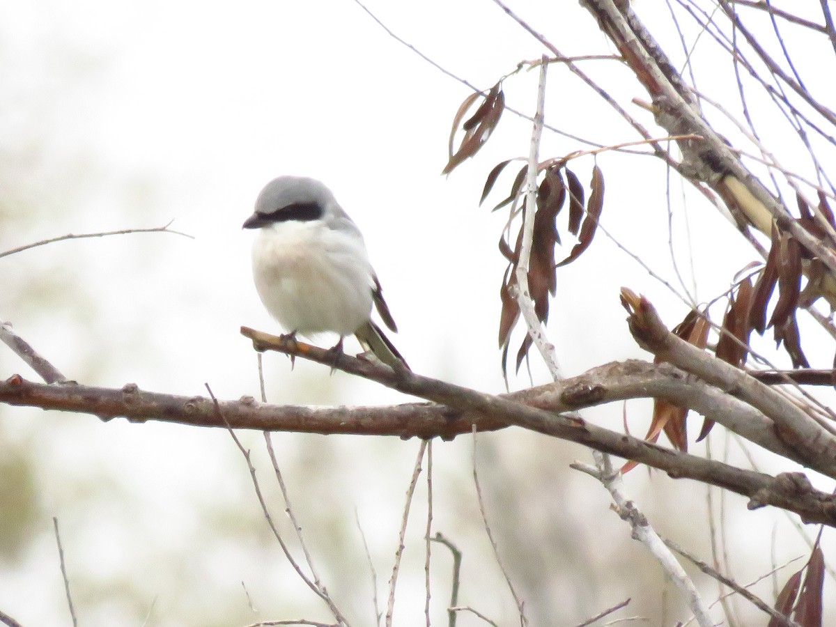 amerikavarsler - ML646613242