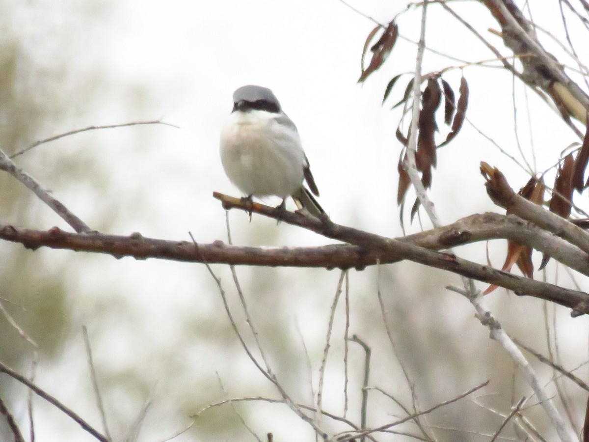 amerikavarsler - ML646613243