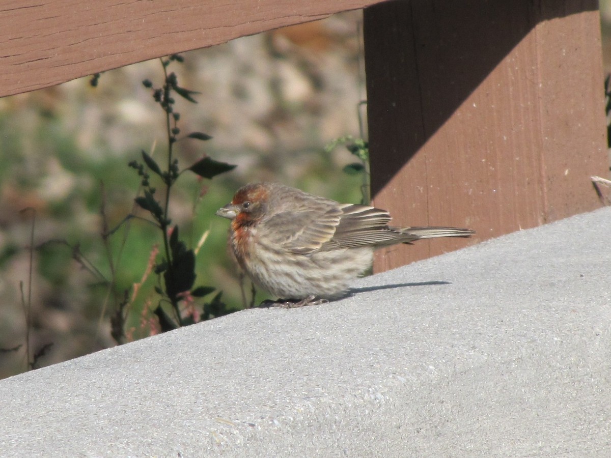 House Finch - ML646613246