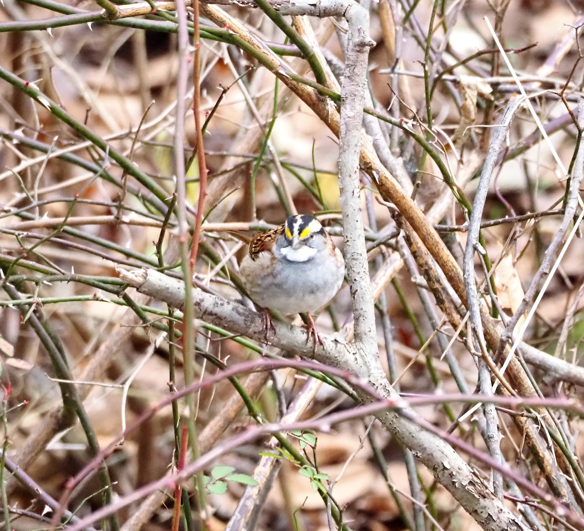 White-throated Sparrow - ML646613250