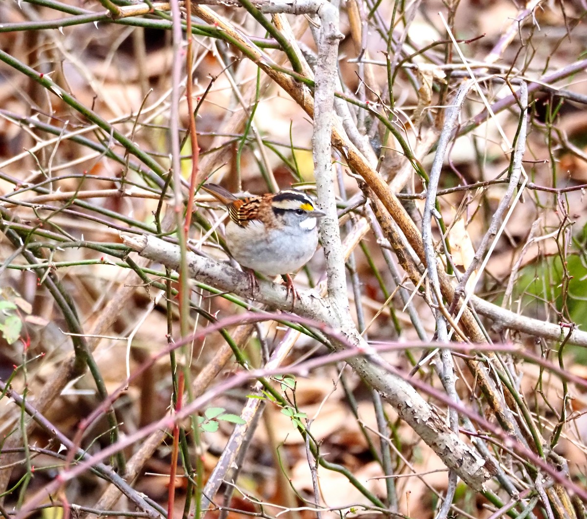 White-throated Sparrow - ML646613252
