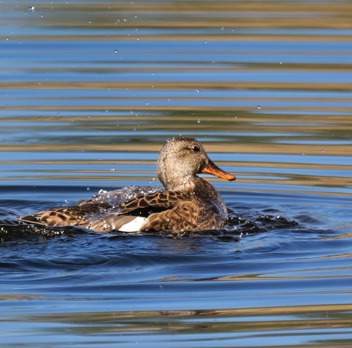 kopřivka obecná - ML646613255