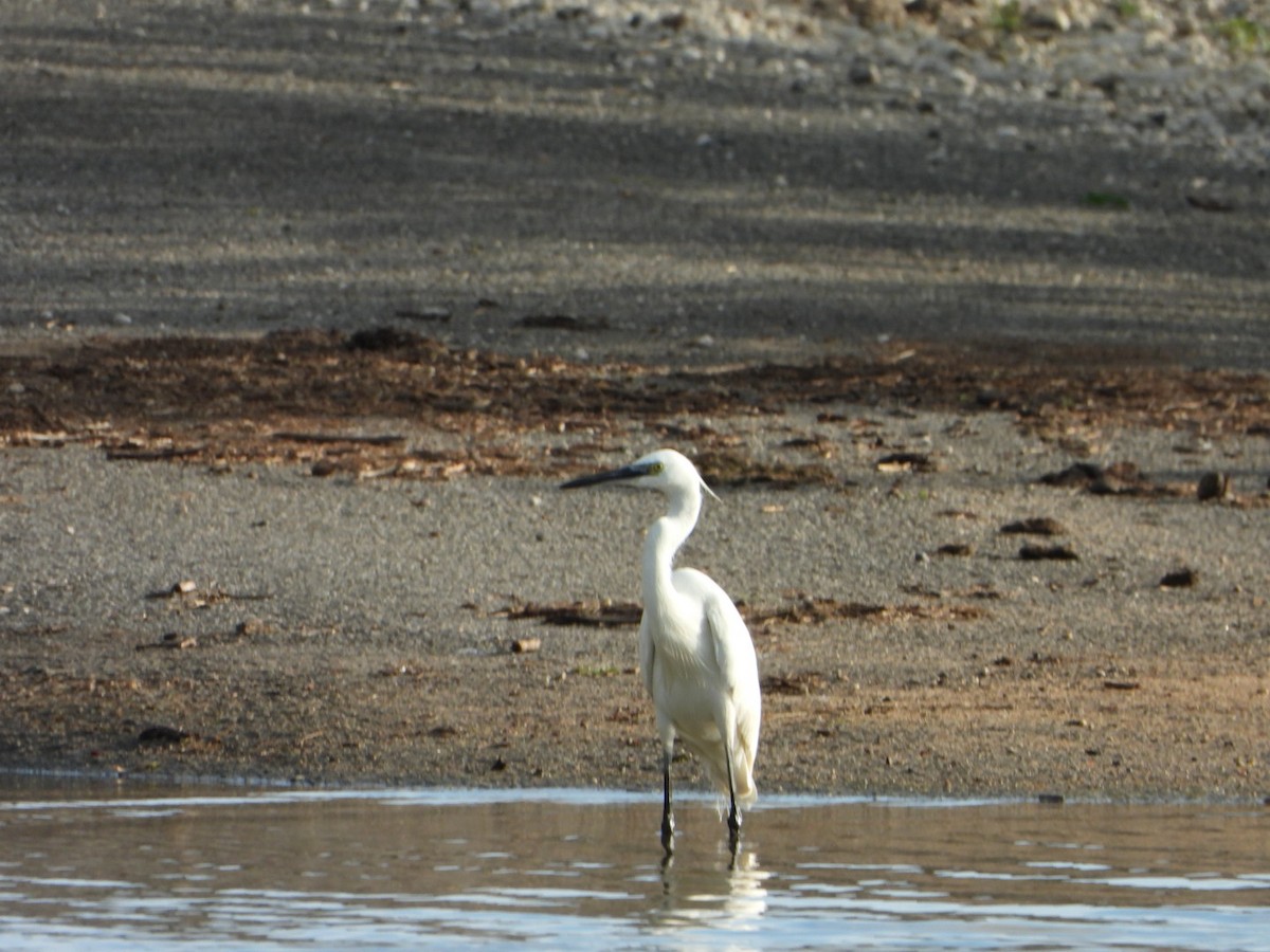 Little Egret - ML646613256