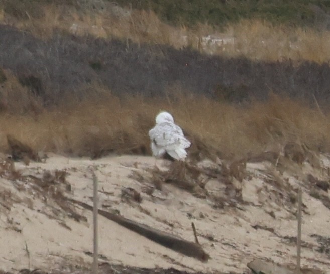 Harfang des neiges - ML646613258