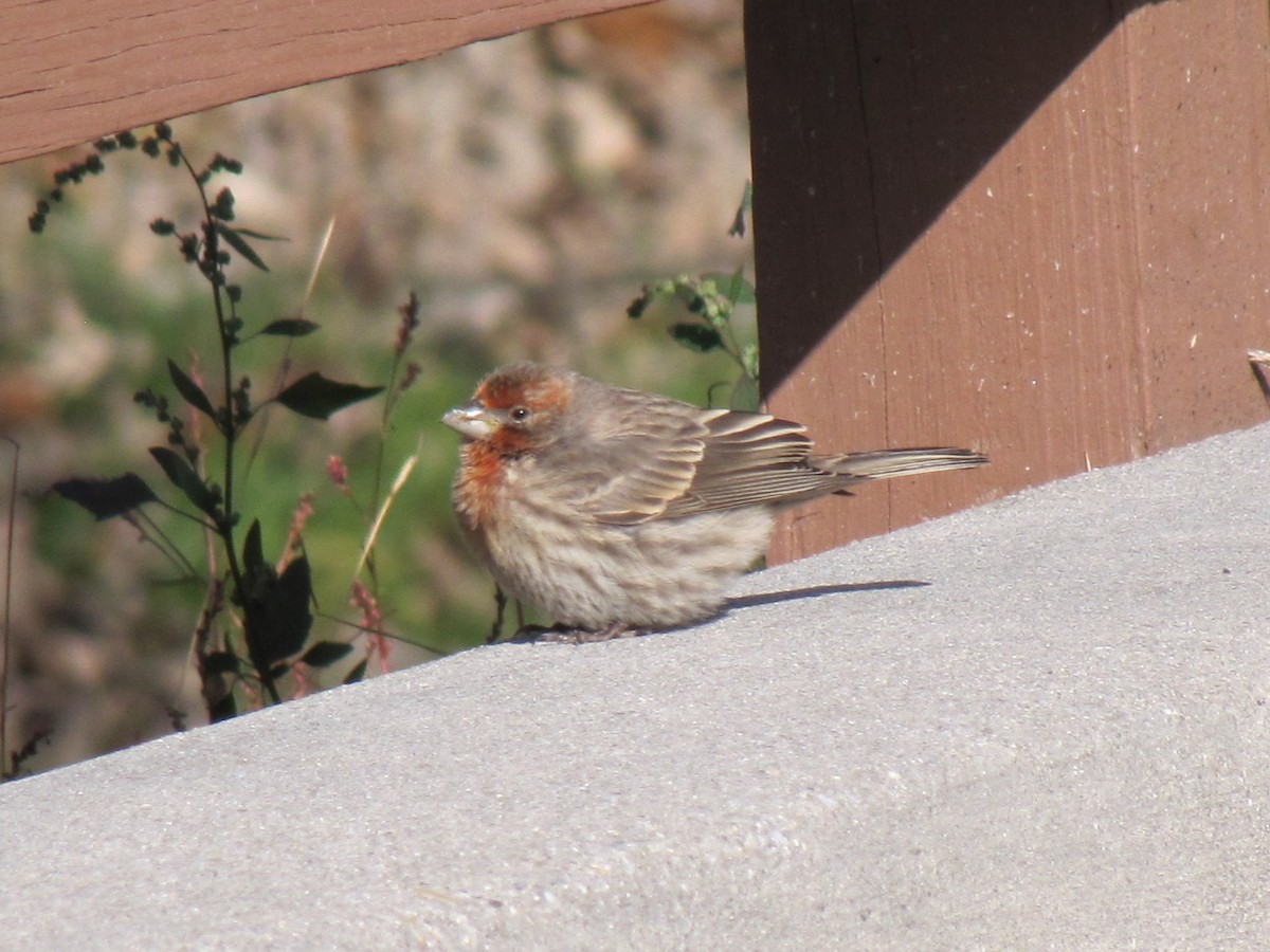 House Finch - ML646613260