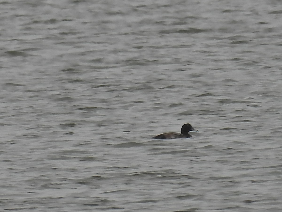 Greater Scaup - ML646613263