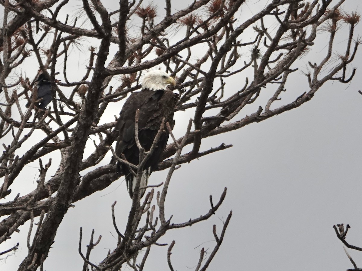 Bald Eagle - ML646613265