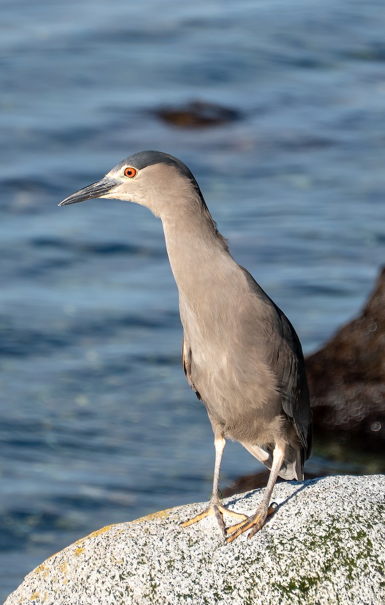 ゴイサギ - ML646613266