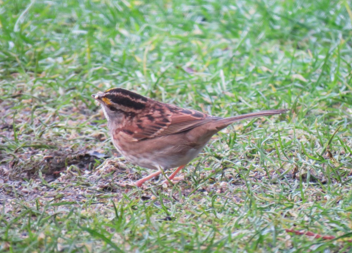 White-throated Sparrow - ML646613269