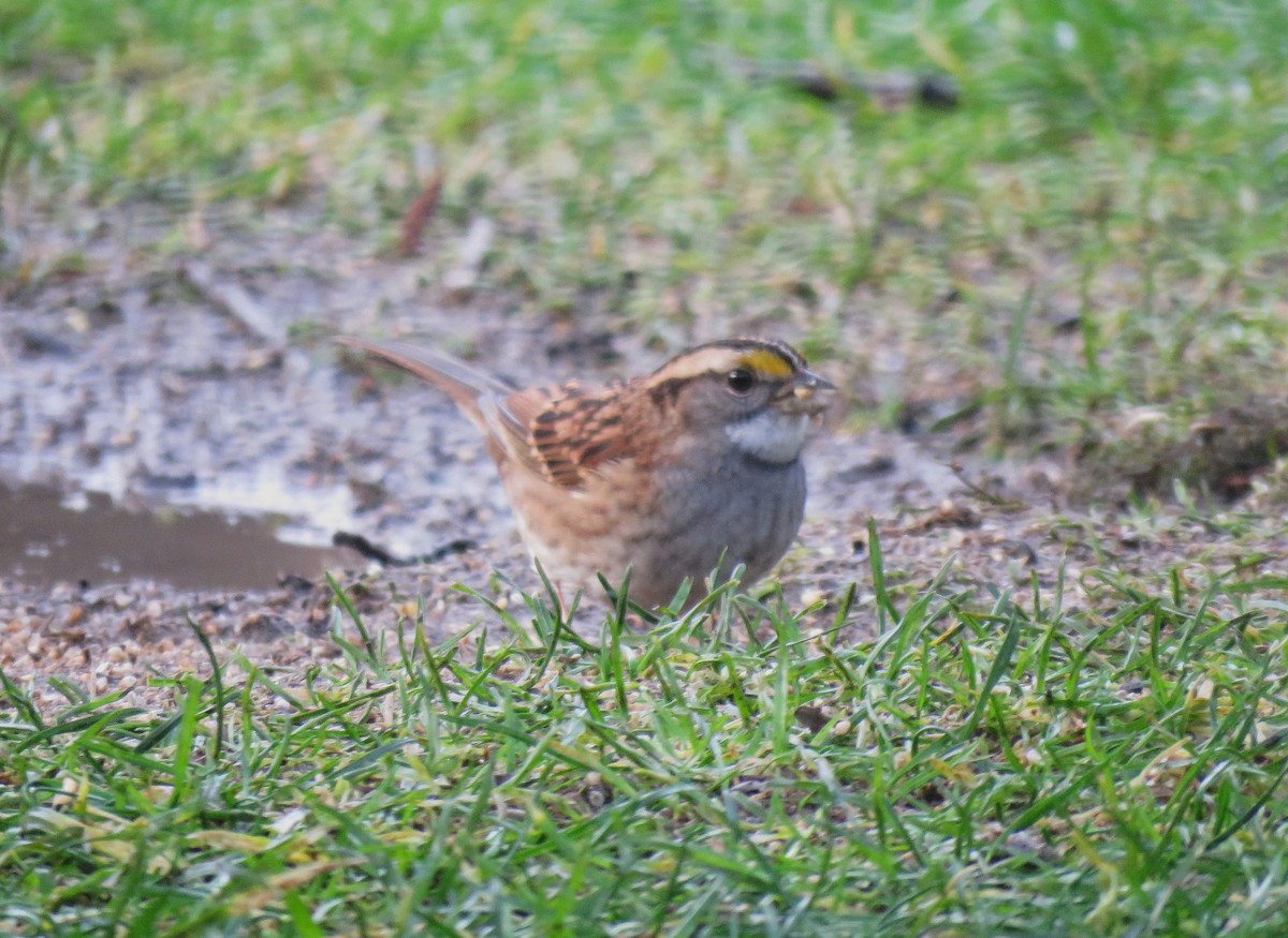 White-throated Sparrow - ML646613270