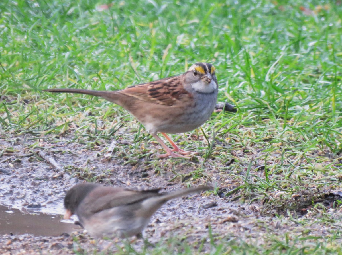 White-throated Sparrow - ML646613271