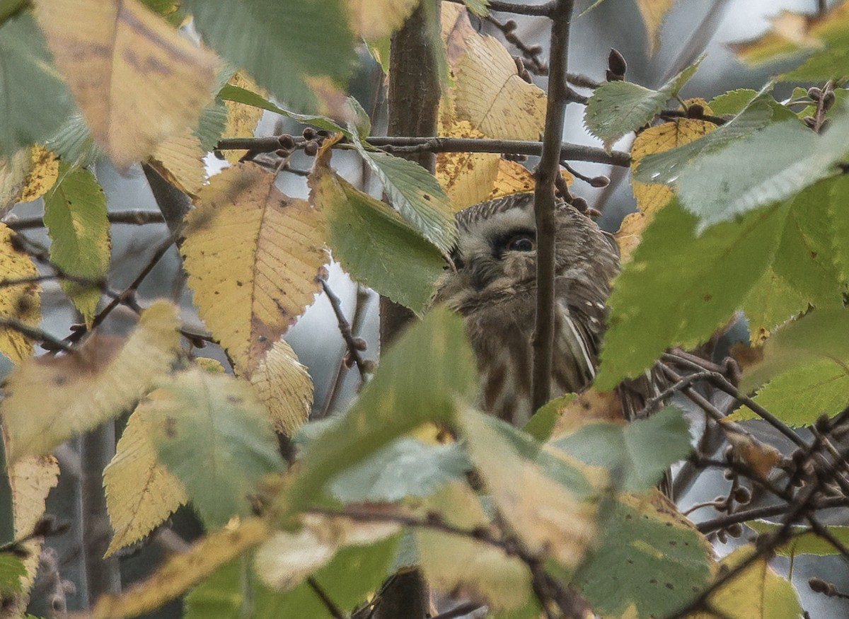 Northern Saw-whet Owl - ML646613273
