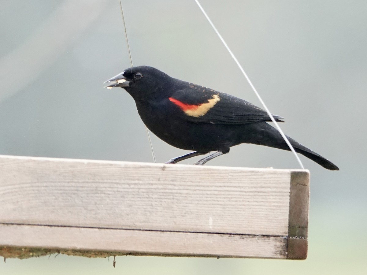 Red-winged Blackbird - ML646613274