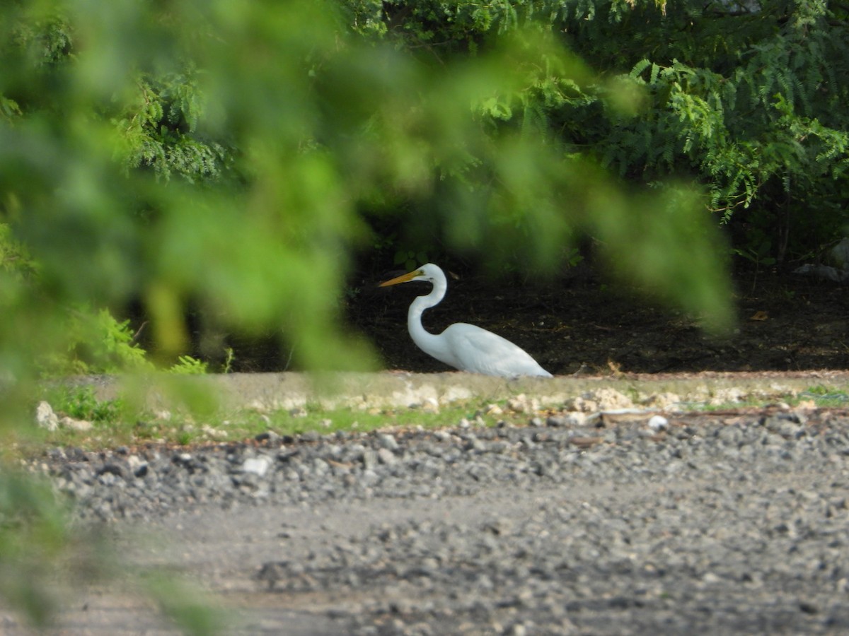Great Egret - ML646613278
