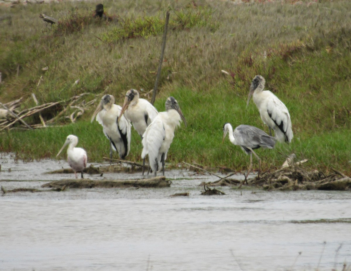 Wood Stork - ML646613279