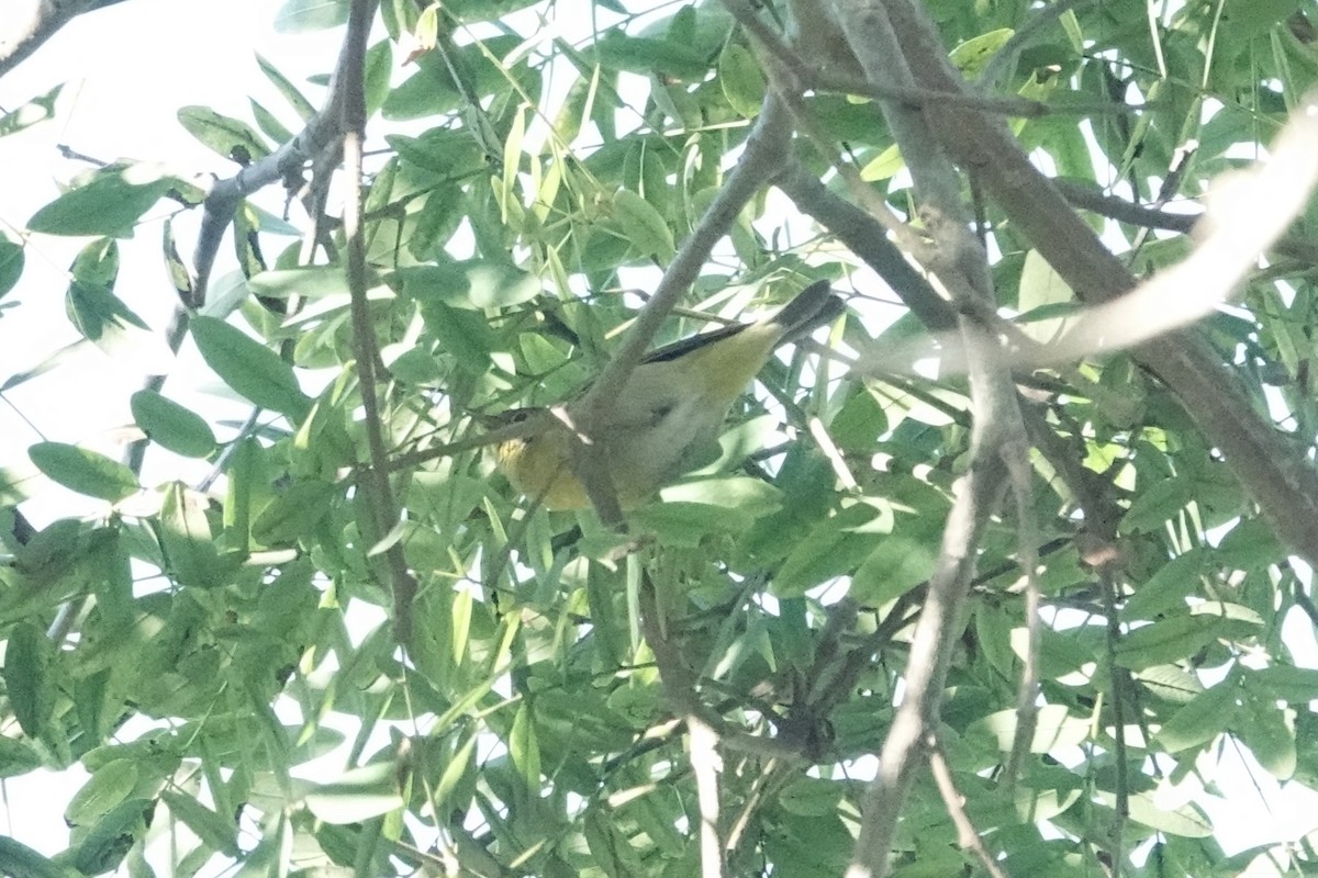 Nashville Warbler - ML646613280