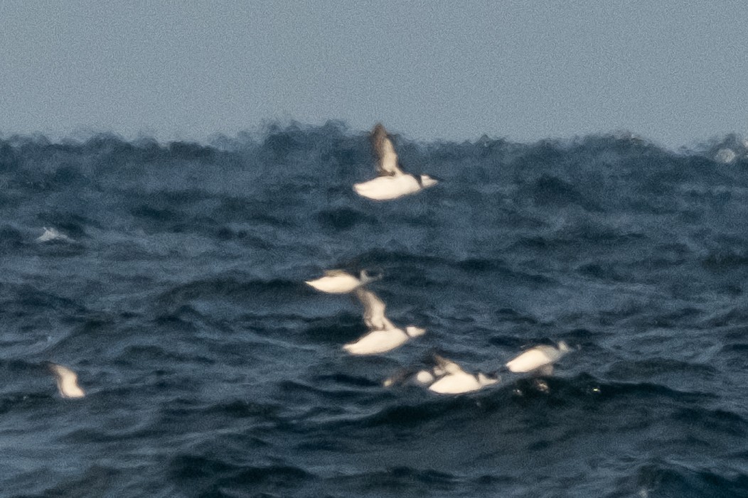 Common Murre - ML646613281