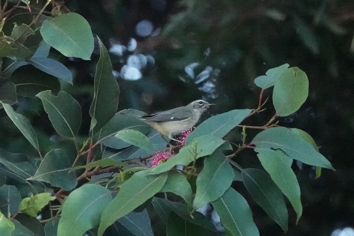 Black-throated Blue Warbler - ML646613283