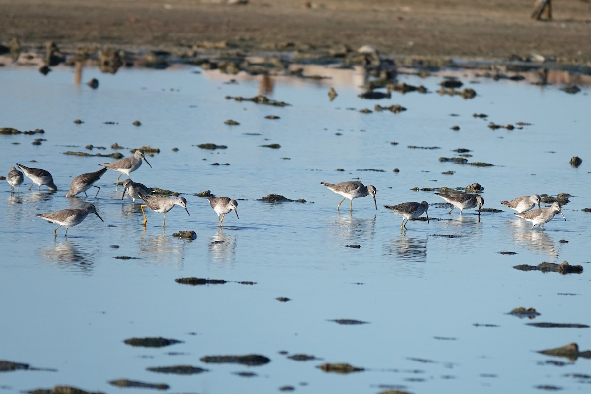 Stilt Sandpiper - ML646613284