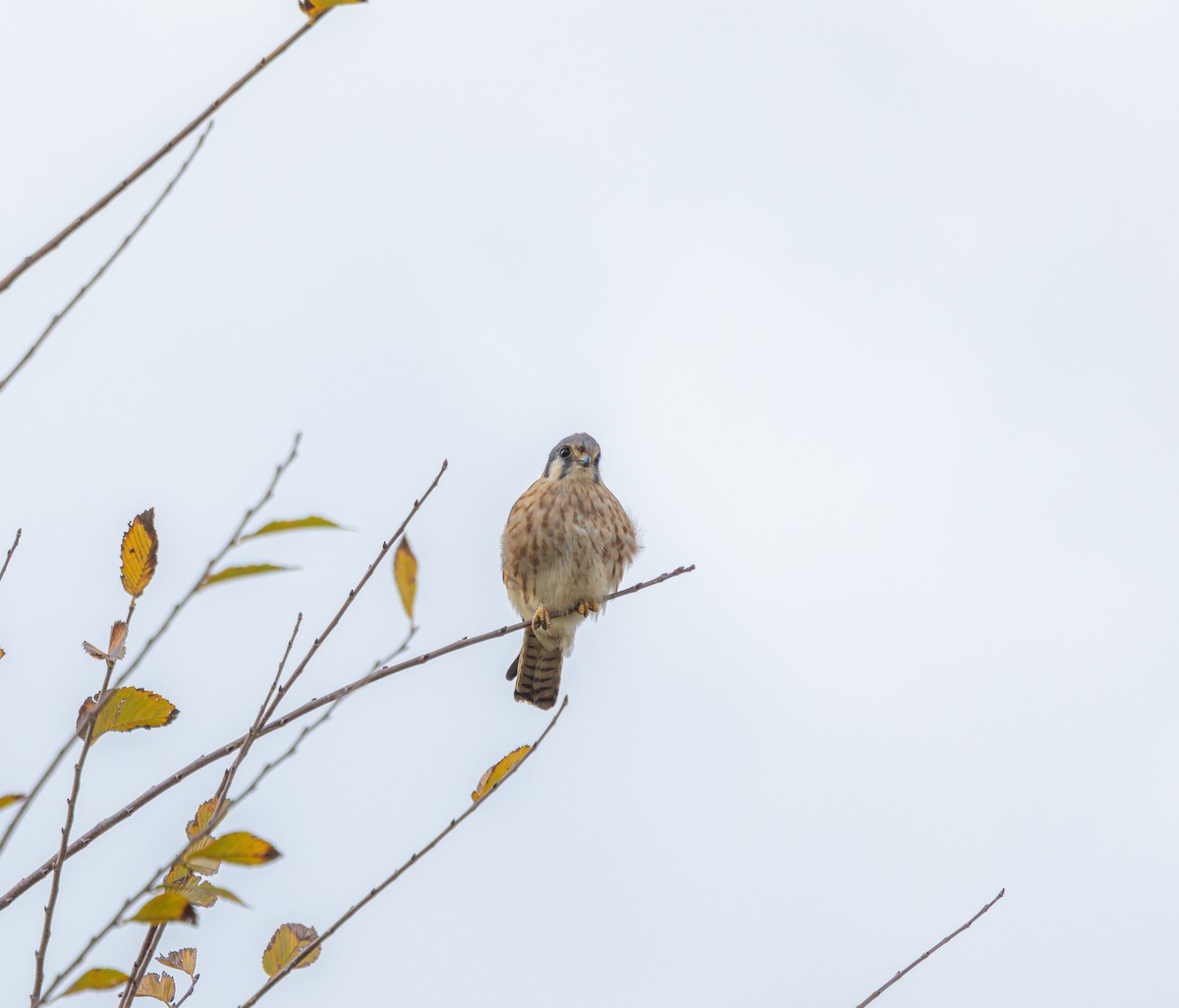 American Kestrel - ML646613285