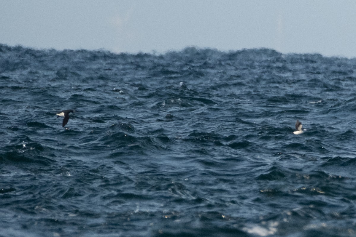 Common Murre - ML646613287