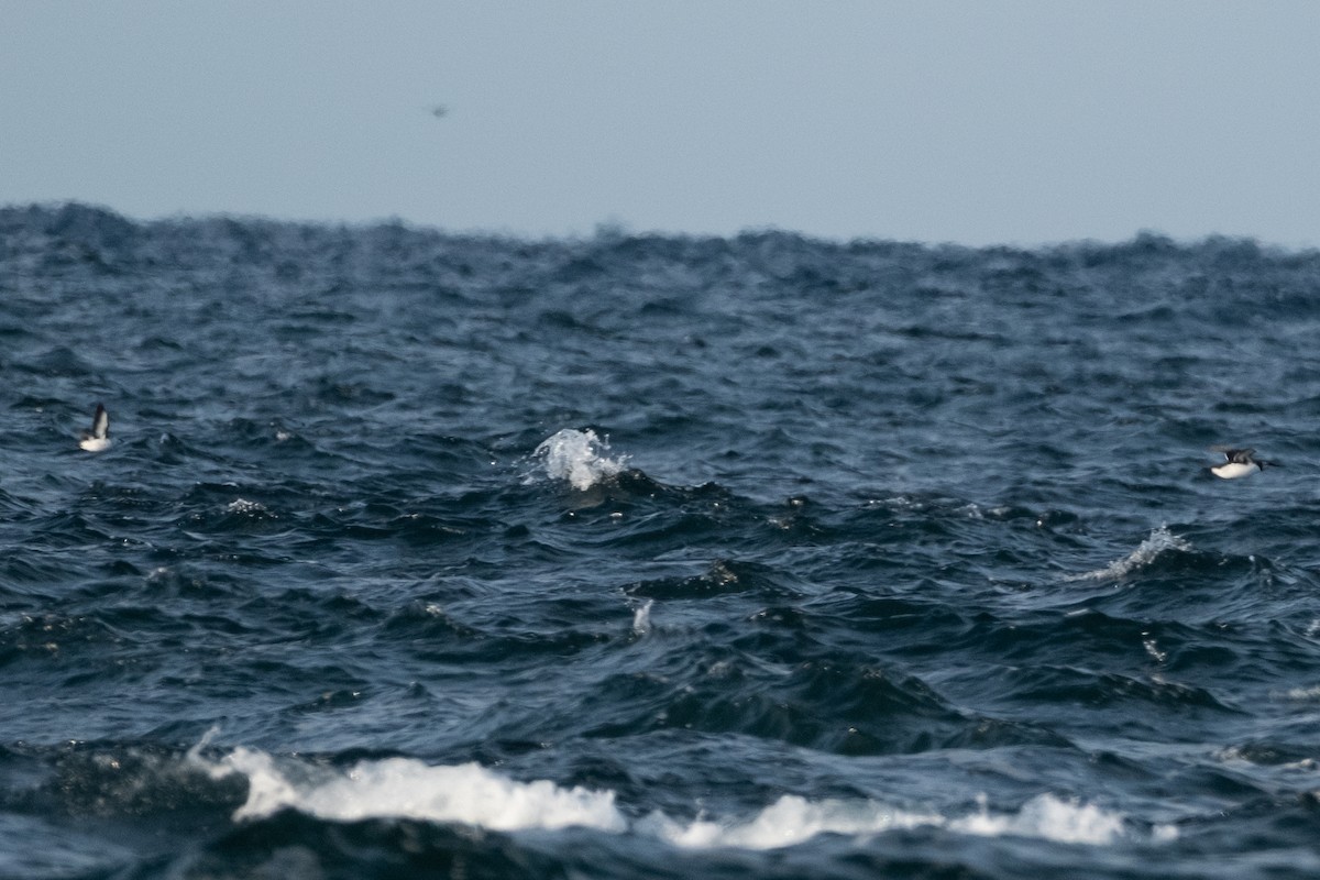 Common Murre - ML646613288