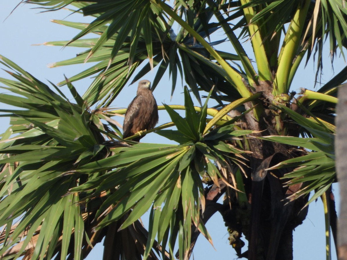 Black Kite - ML646613289