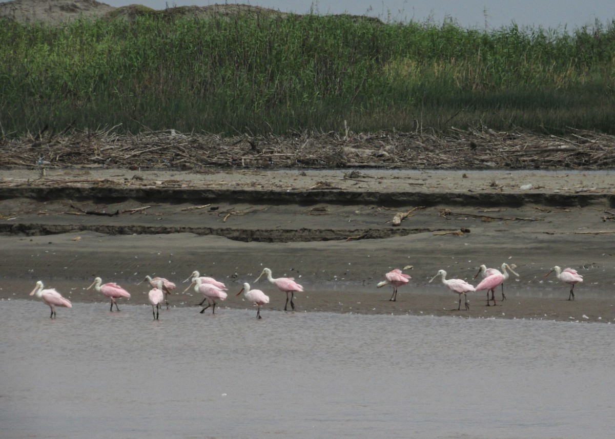 Roseate Spoonbill - ML646613292