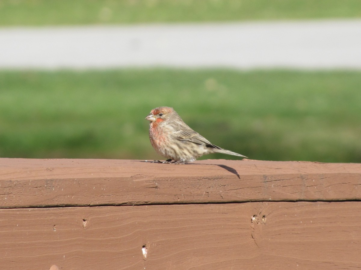 House Finch - ML646613293