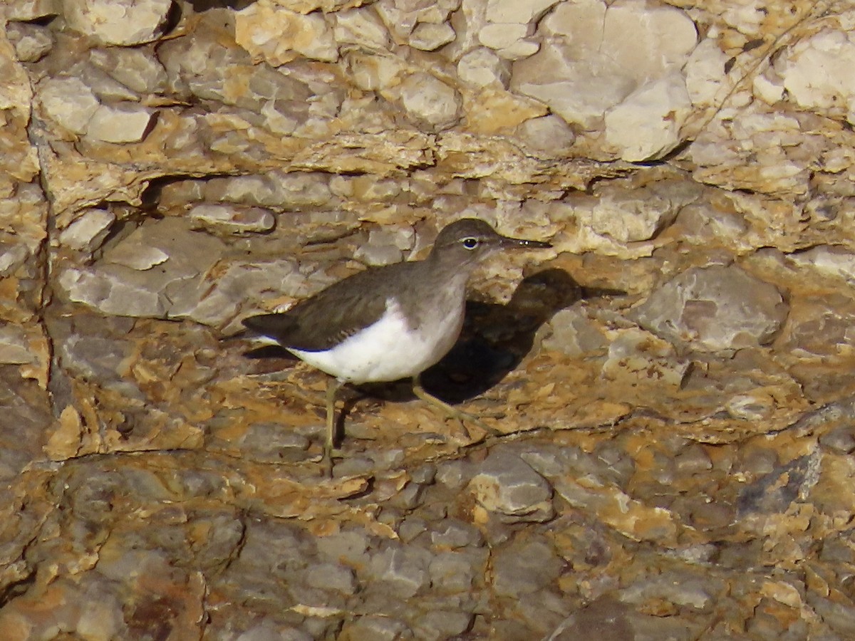 Spotted Sandpiper - ML646613294