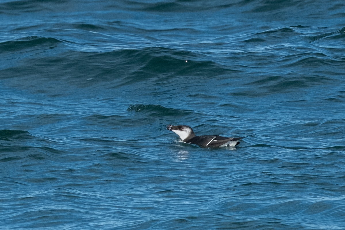 Razorbill - ML646613297