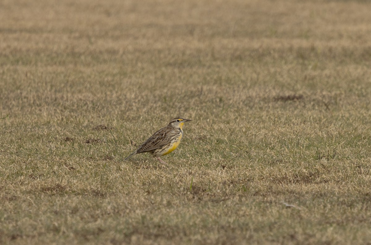 Western/Eastern Meadowlark - ML646613298