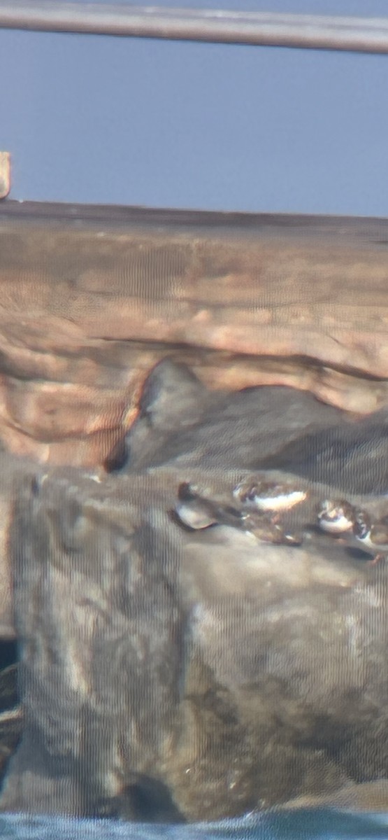 ムラサキハマシギ - ML646613299