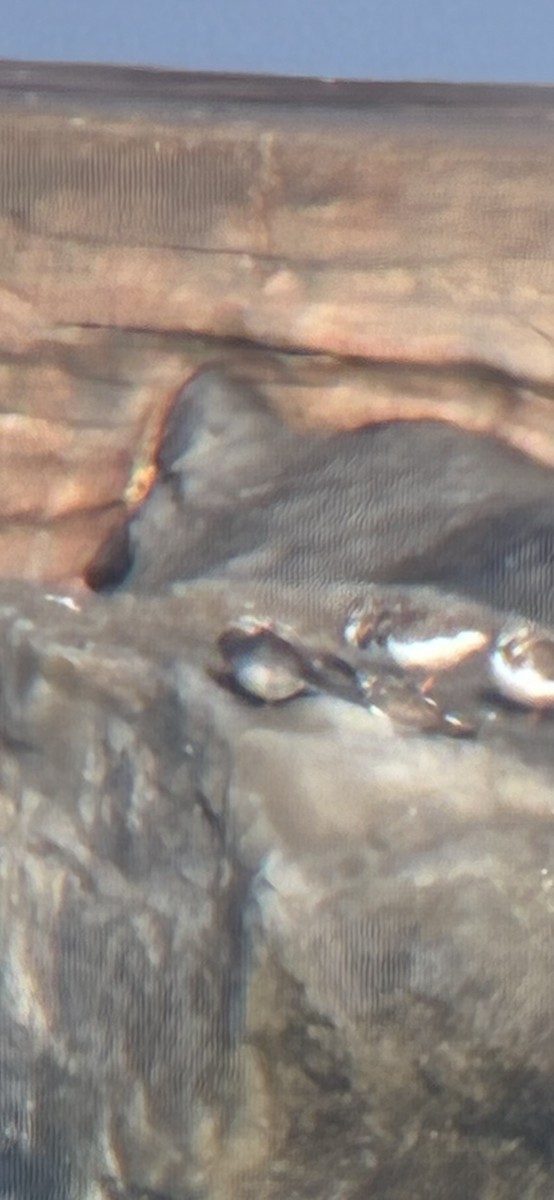 ムラサキハマシギ - ML646613300