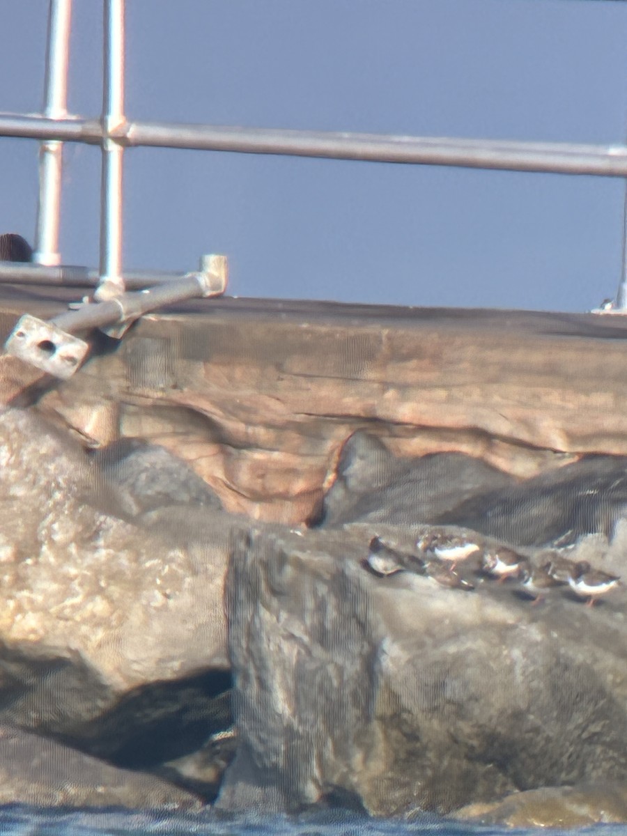 ムラサキハマシギ - ML646613301